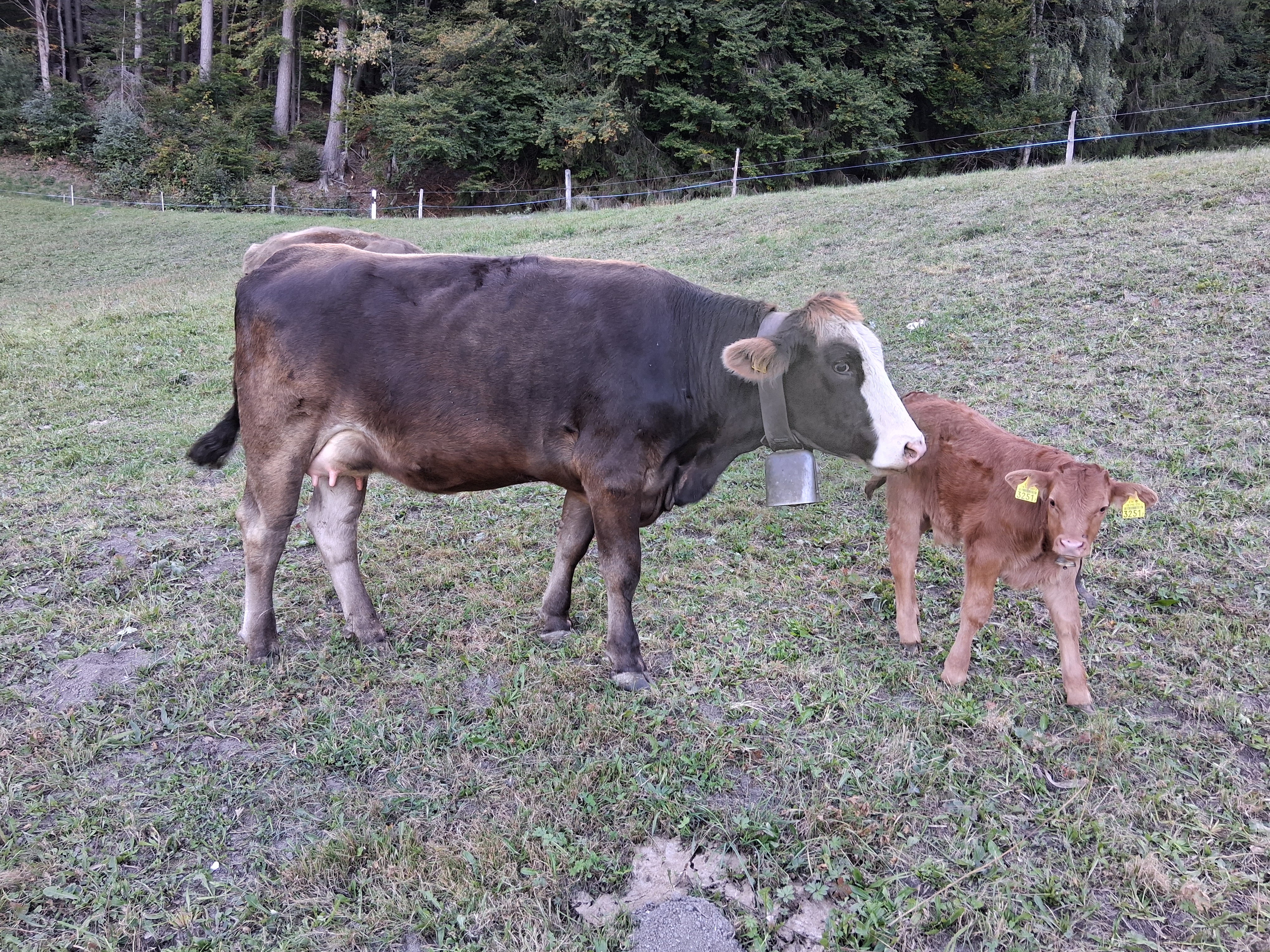 2 Bio F1 Rinder (OB x Lim und OB x Sim) mit Kalb zu verkaufen