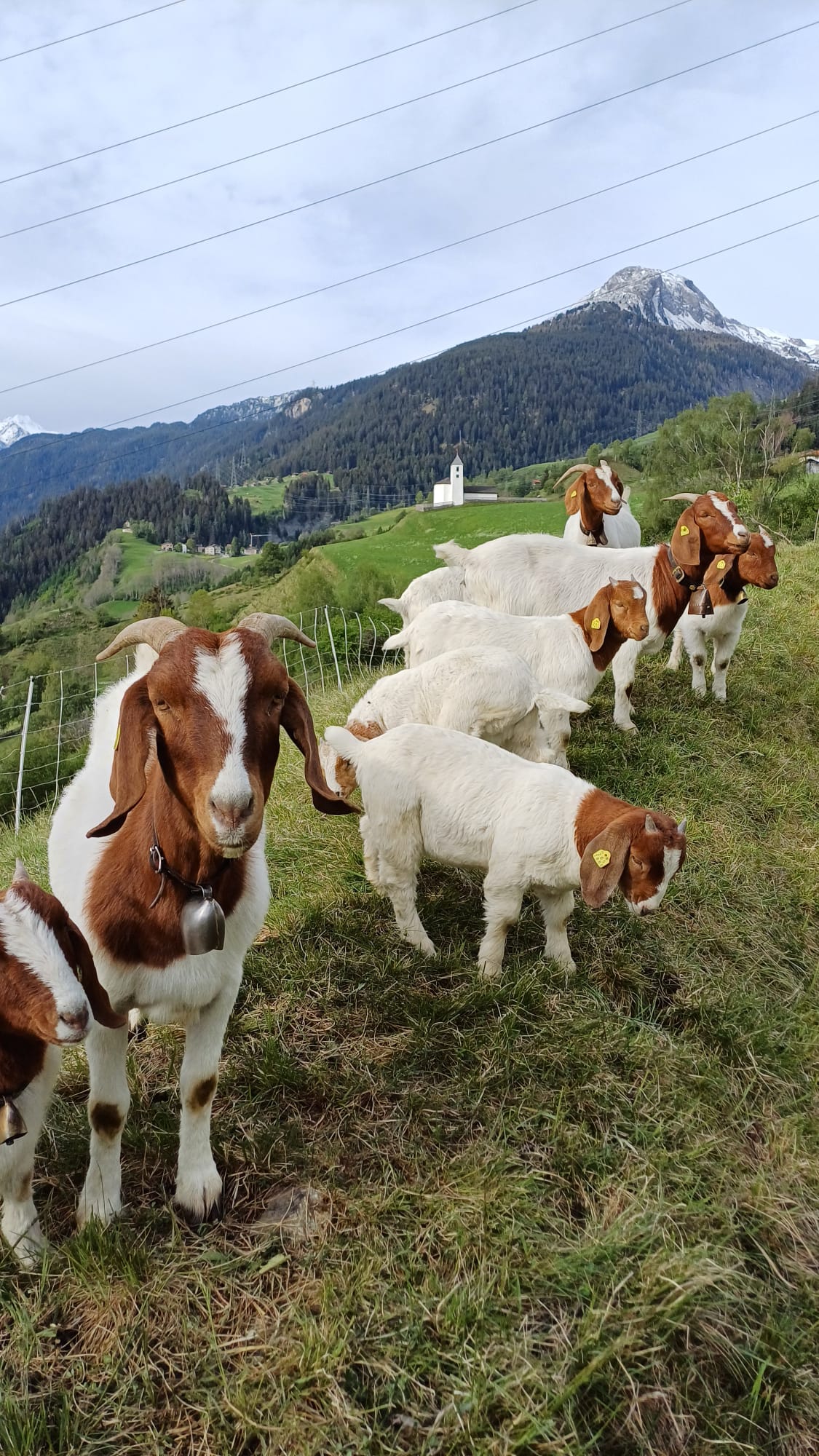 Burenziegen