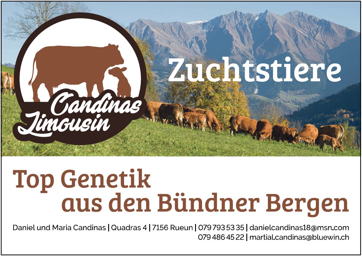 Limousin Zuchtstierre honrlos