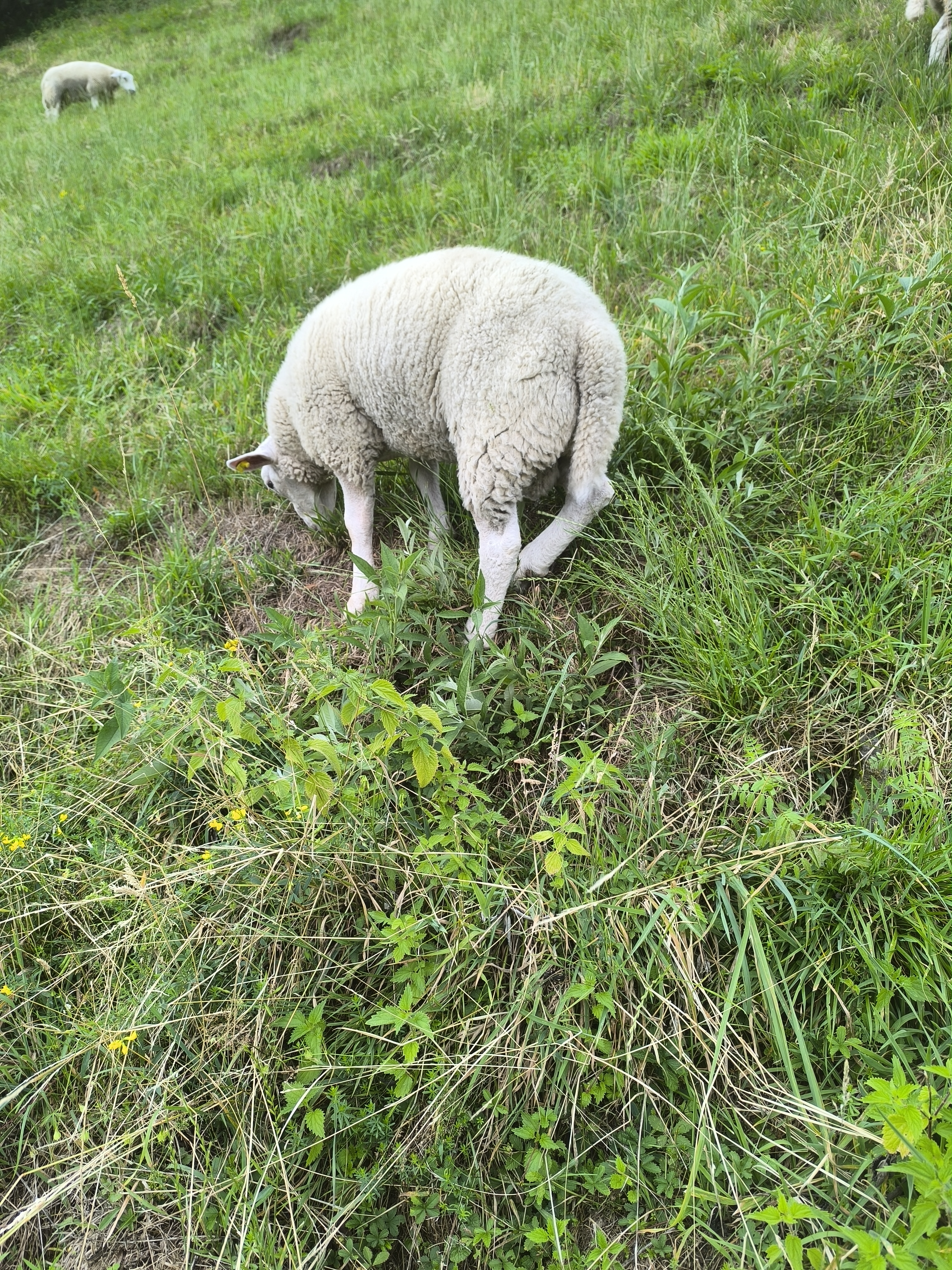 Bio Texel Bock
