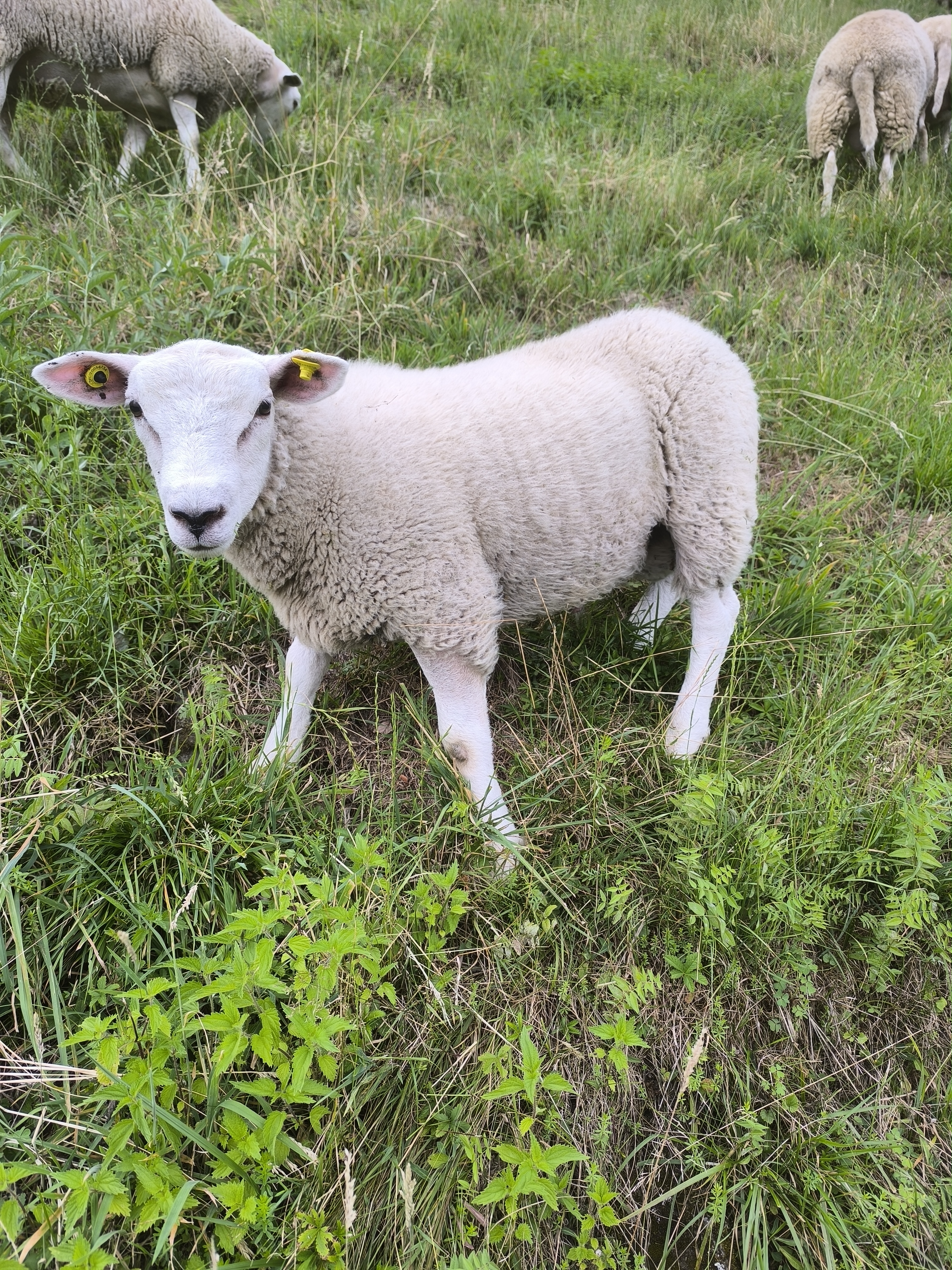 Bio Texel Bock