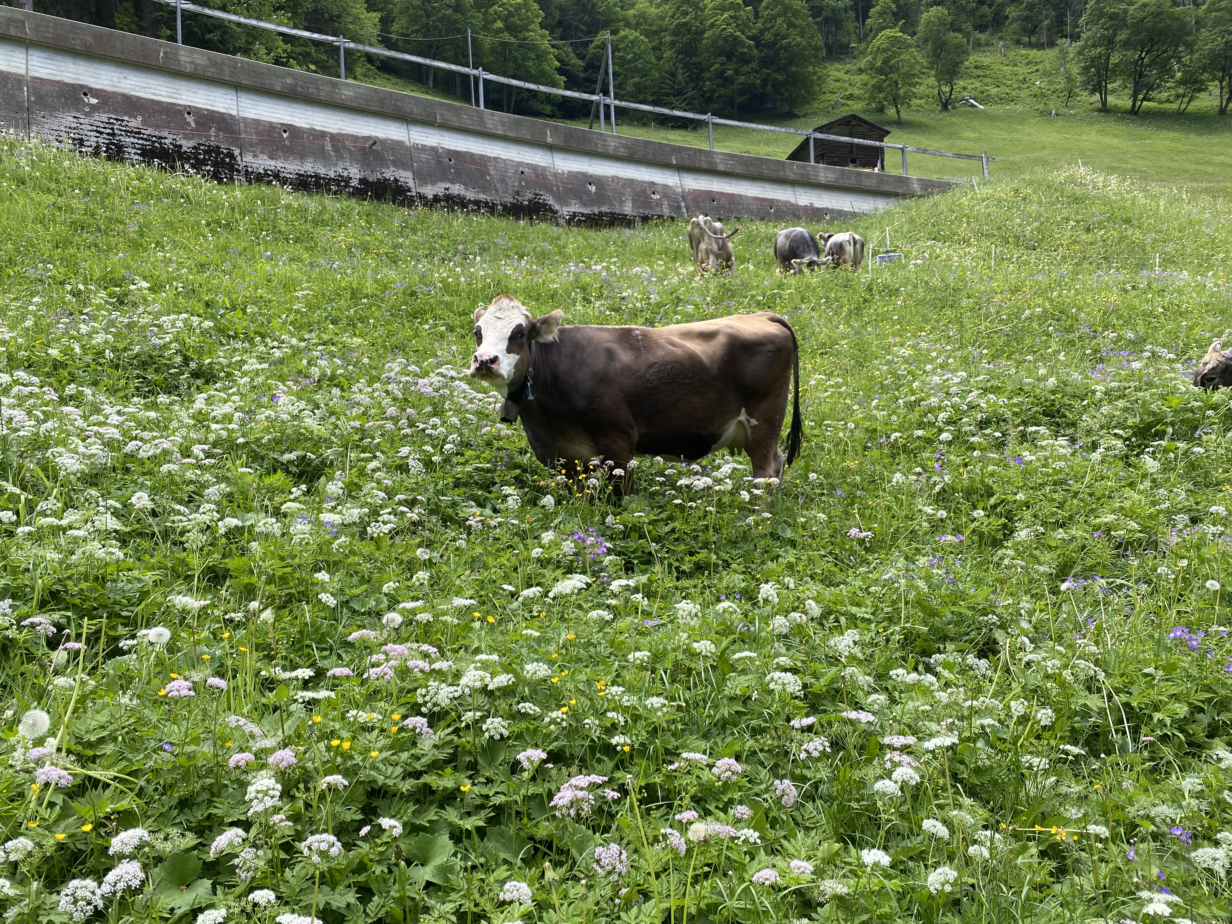 Mutterkuh