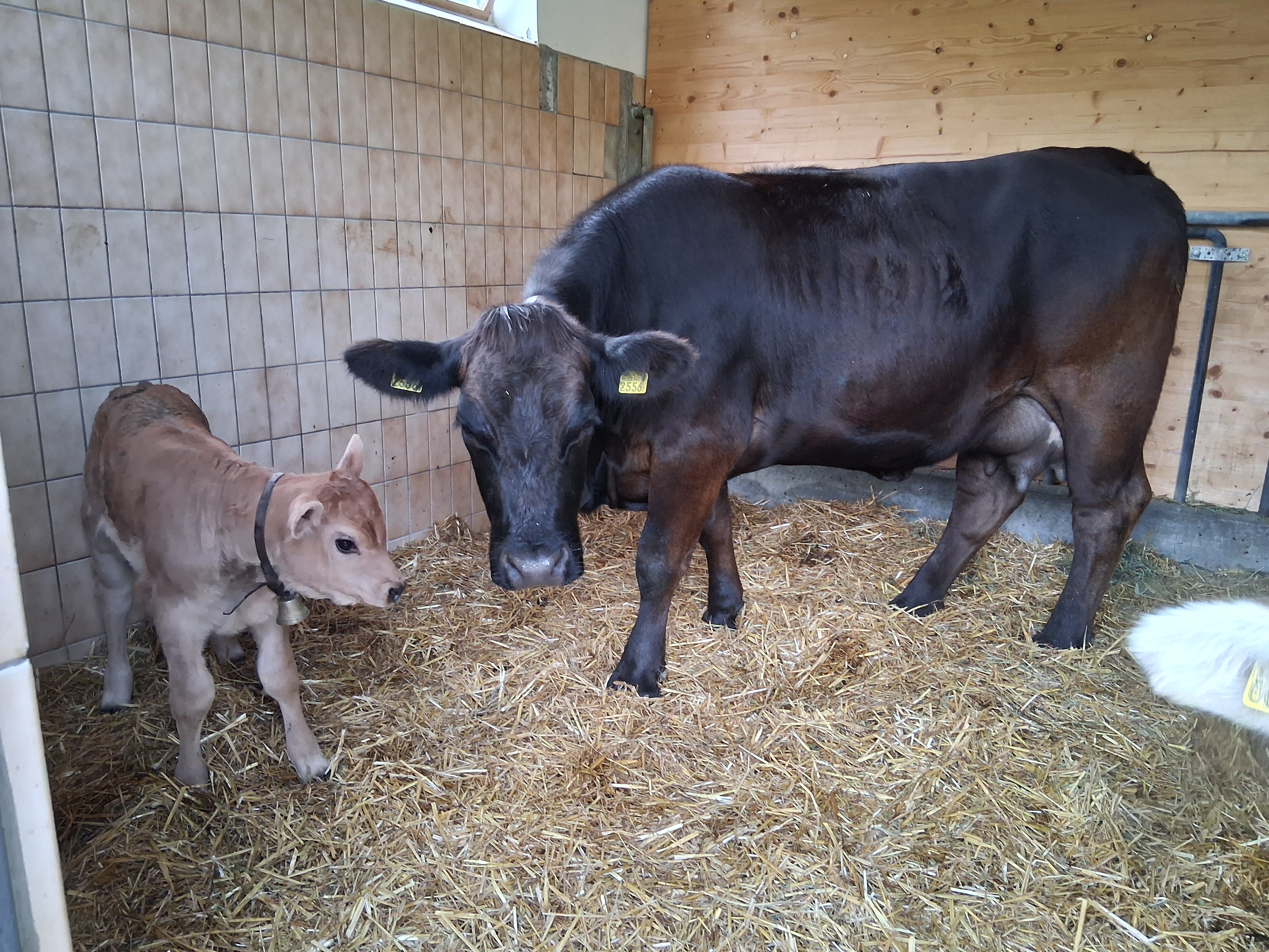 2 Bio F1 Rinder (OB ×Angus) mit Kalb