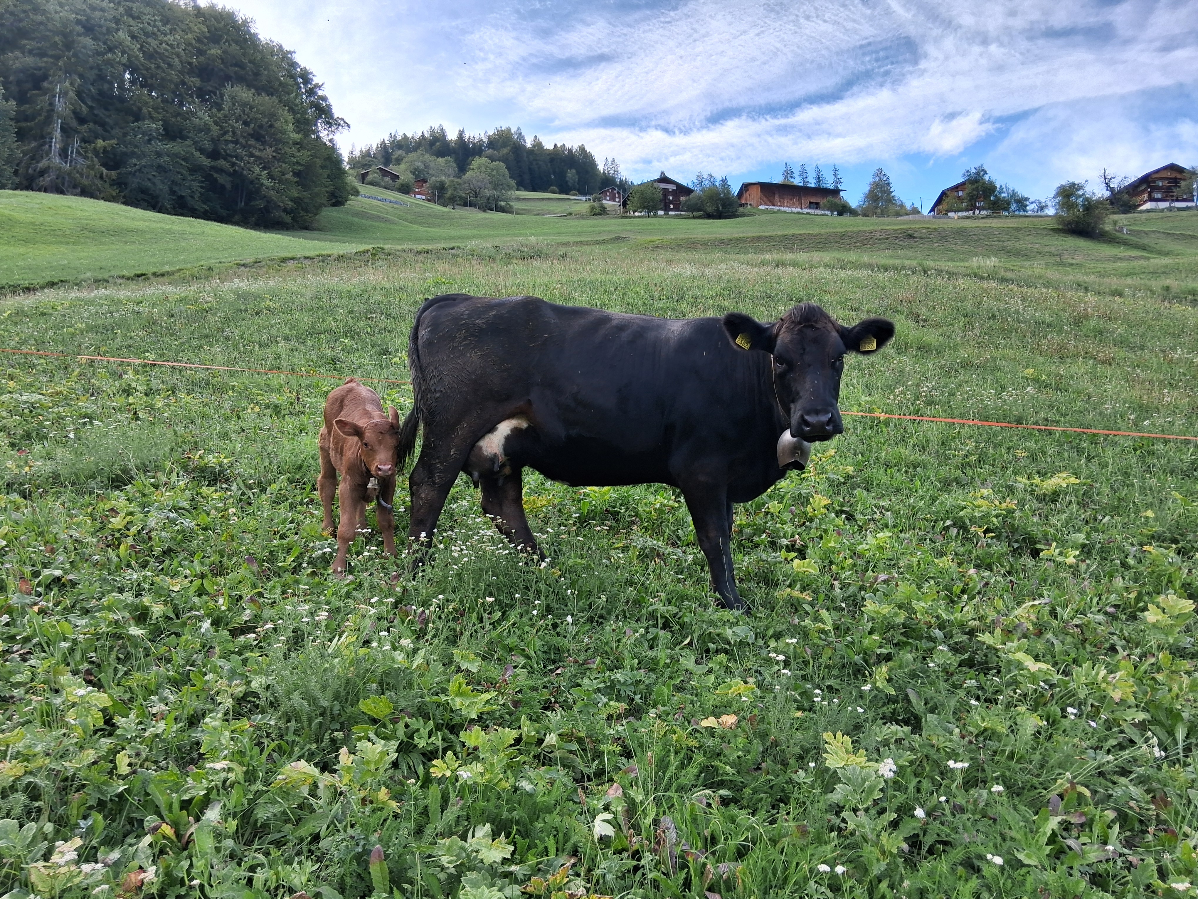2 Bio F1 Rinder (OB ×Angus) mit Kalb