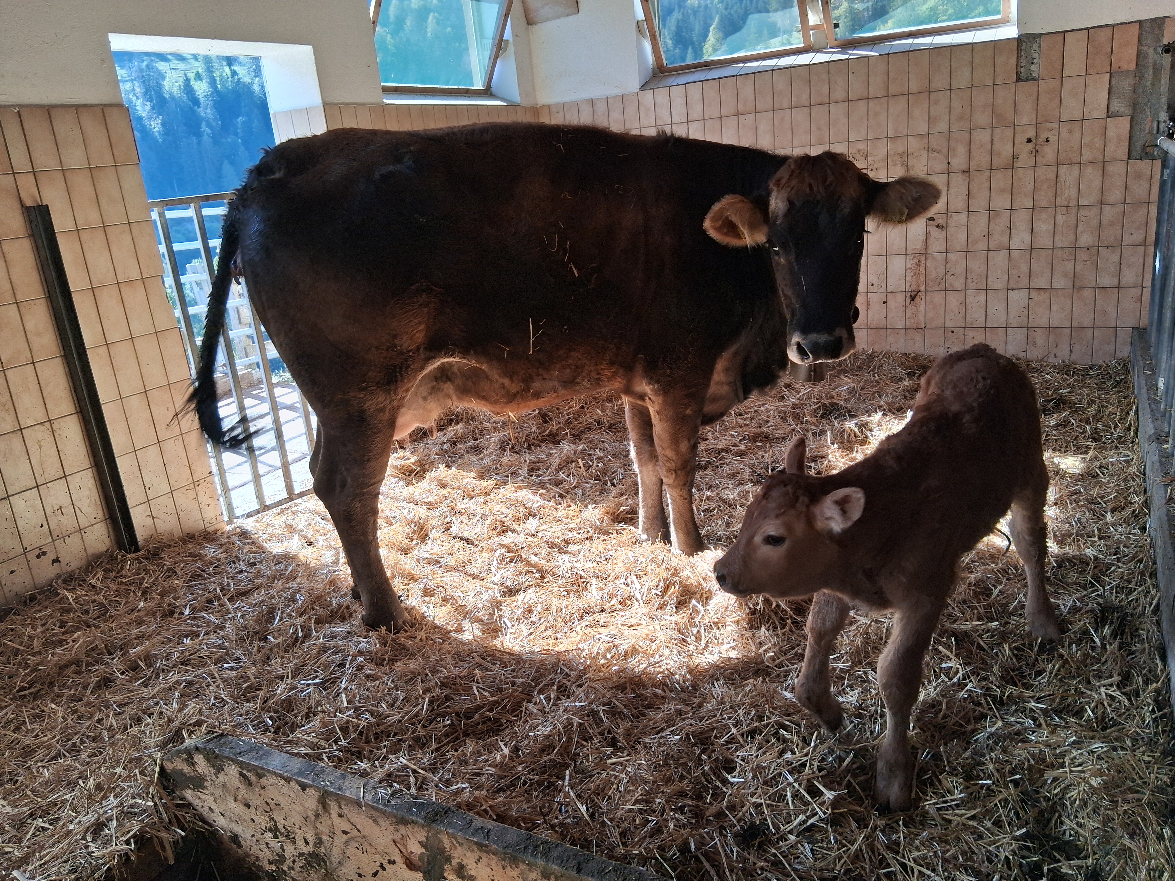 2 Bio F1 Rinder (OB x Lim und OB x Sim) mit Kalb zu verkaufen