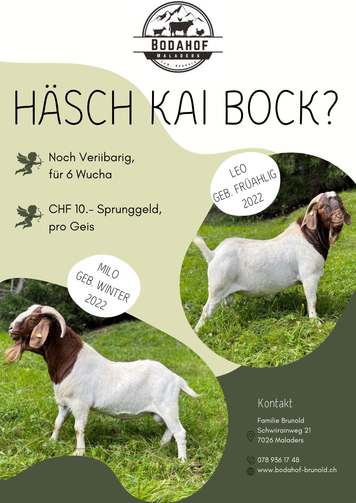 Häsch kei Bock?