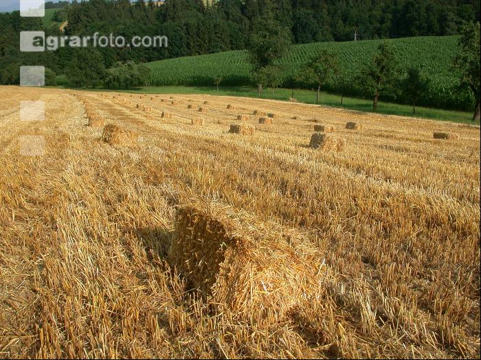 Stroh in Kleinballen