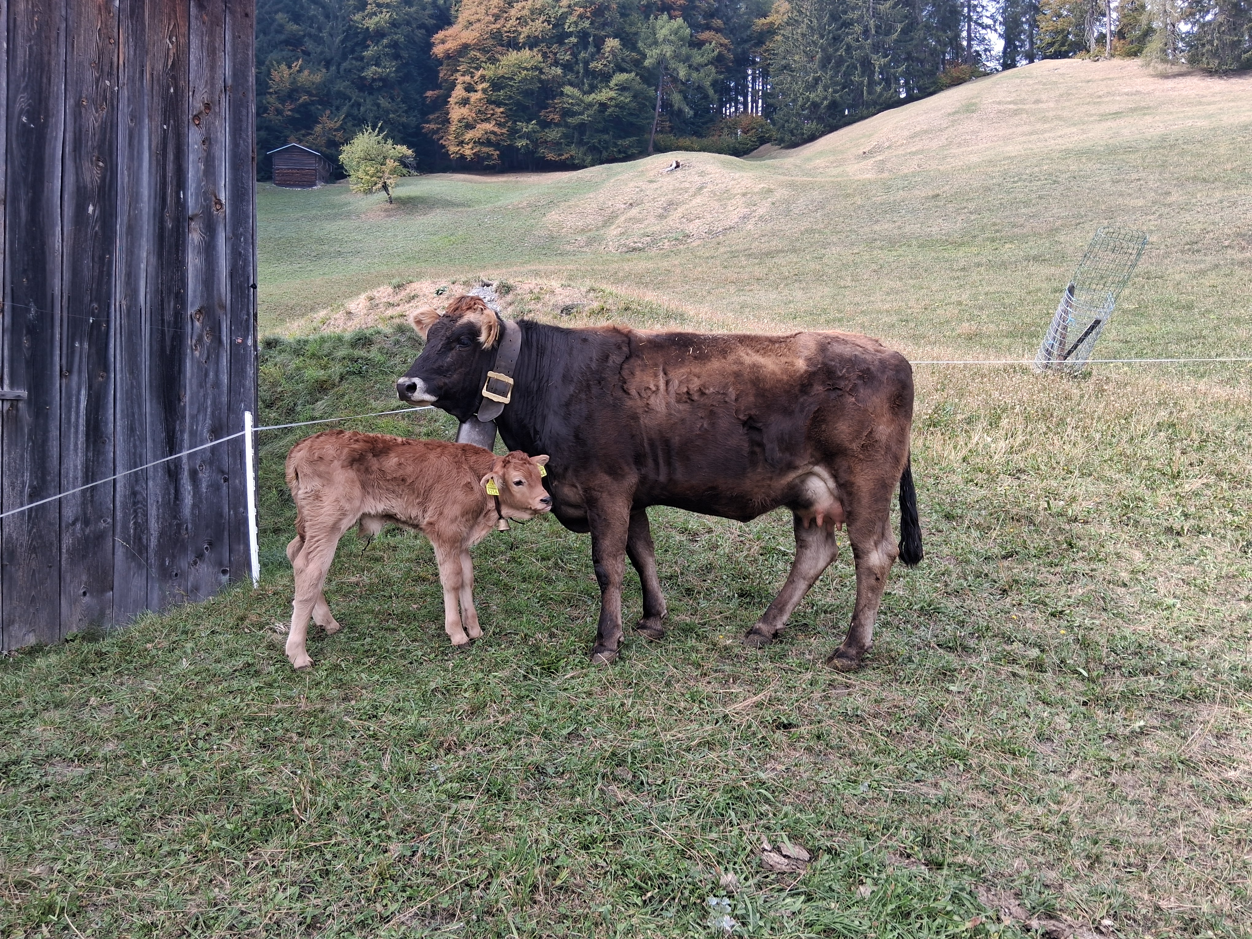 2 Bio F1 Rinder (OB x Lim und OB x Sim) mit Kalb zu verkaufen