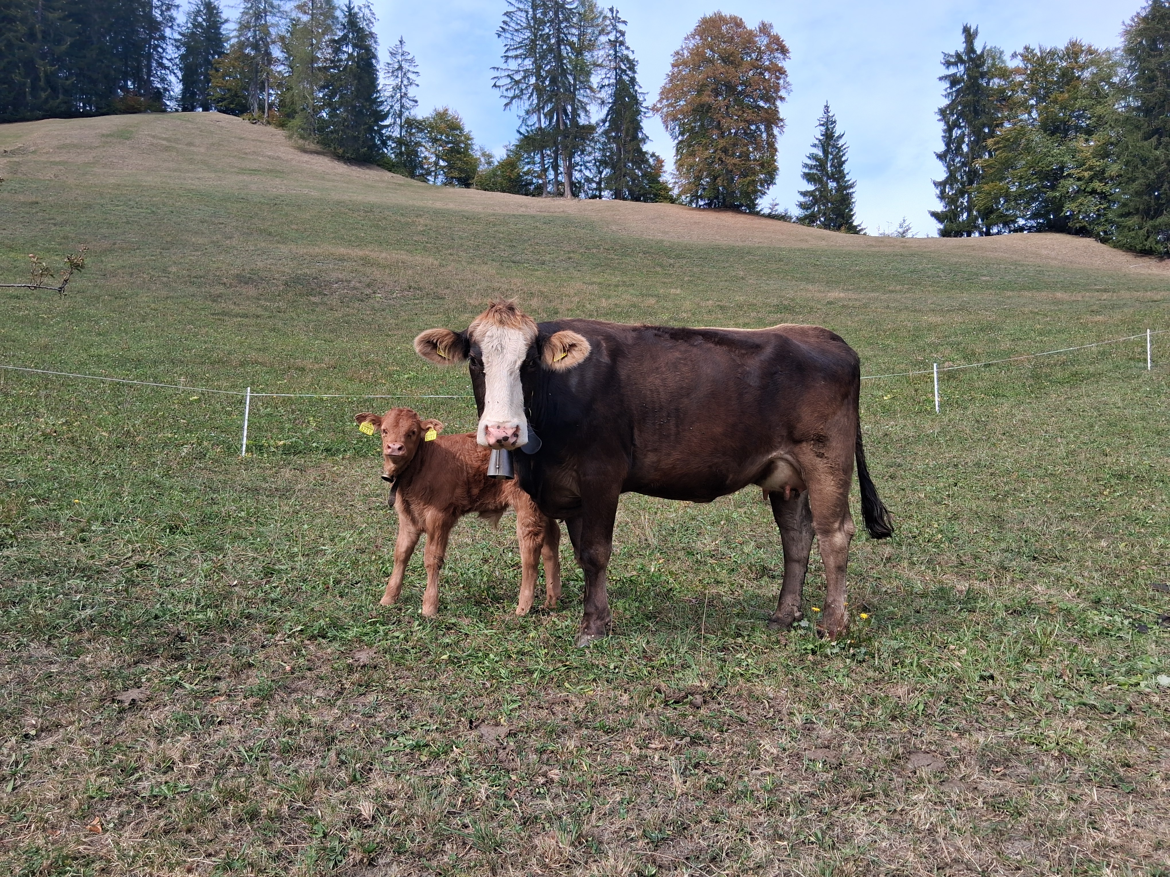 2 Bio F1 Rinder (OB x Lim und OB x Sim) mit Kalb zu verkaufen