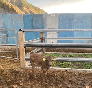 Kalb  Angus  Kreuzung