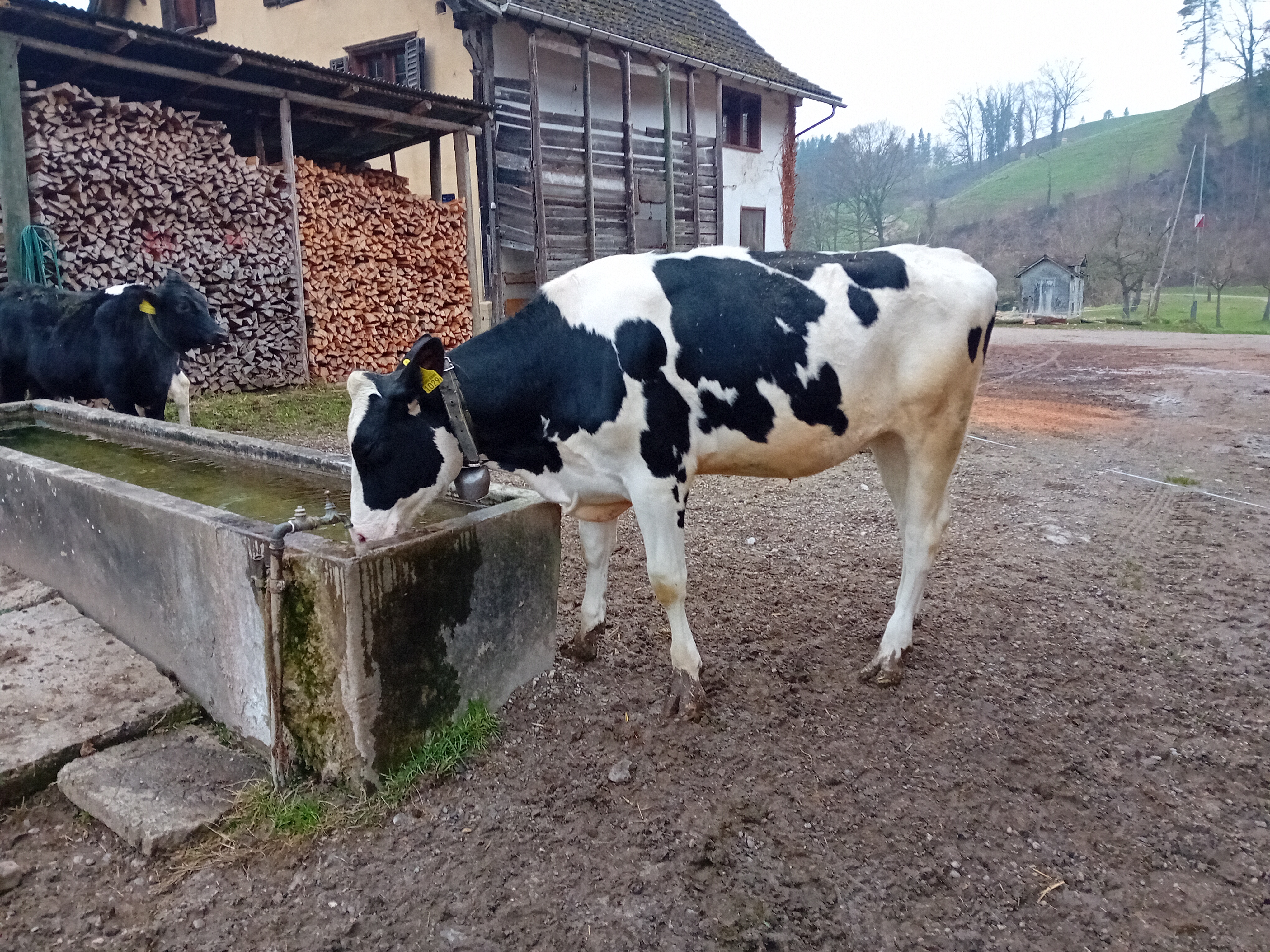 RInd 1 jährig zu verkaufen Holstein