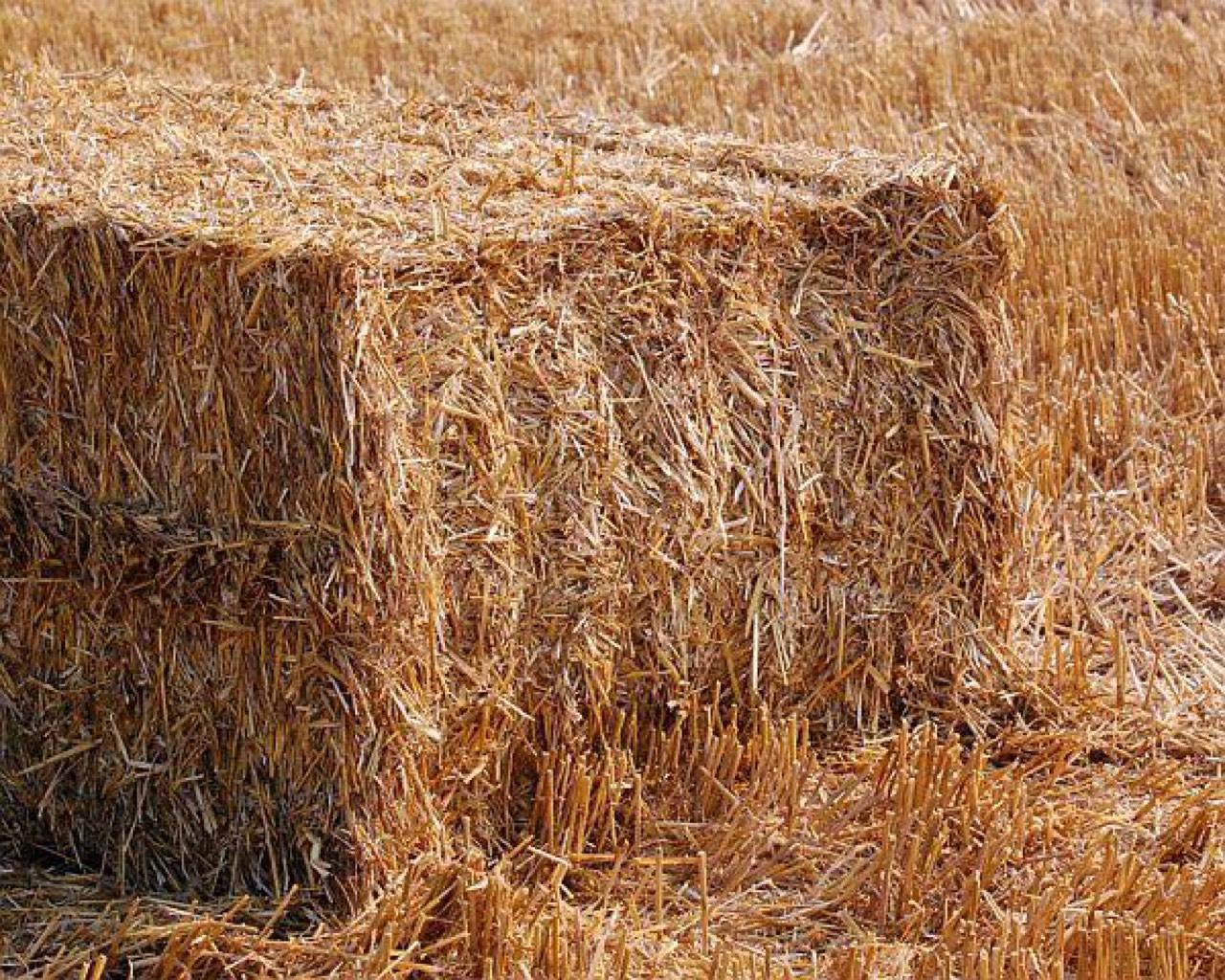Stroh Feldhäcksel in Quaderballen