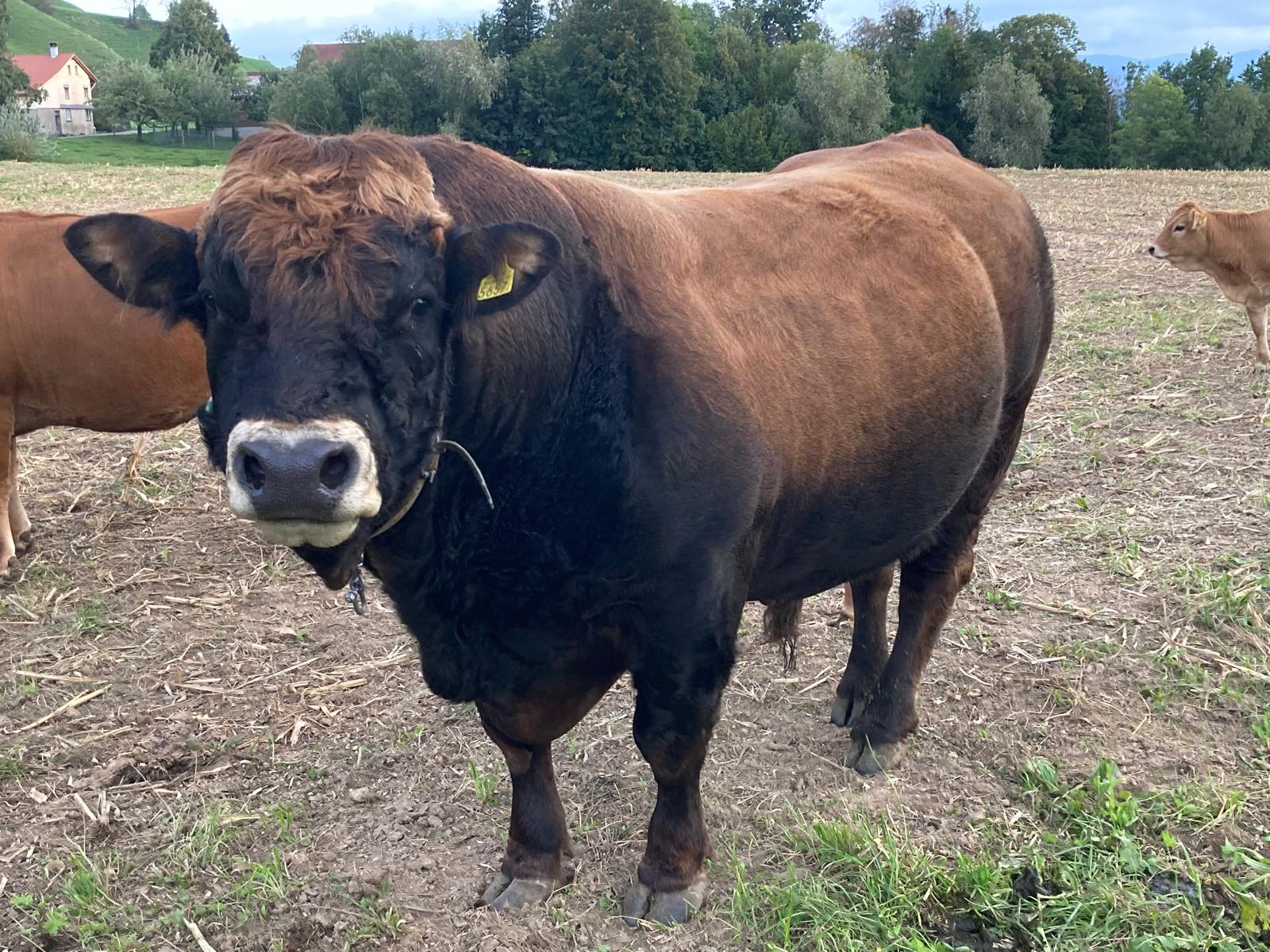 Aubrac Muni zu verkaufen oder zu vermieten